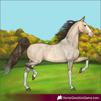 Horse Color:Buckskin Roan Dun Splash