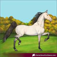 Horse Color:Buckskin Roan Dun Splash 