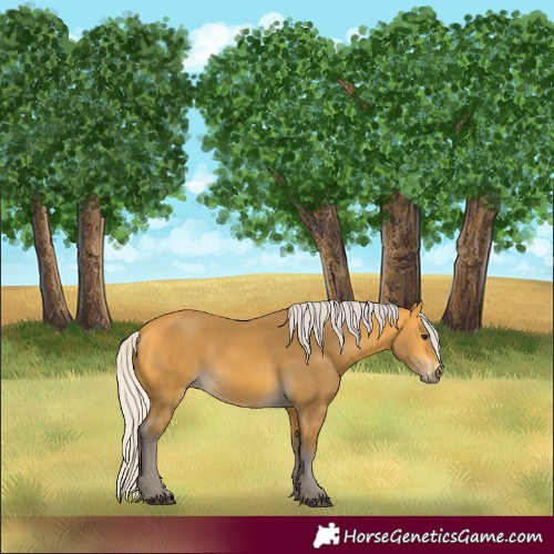 Horse Color:Silver Buckskin 