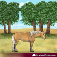 Horse Color:Silver Buckskin 