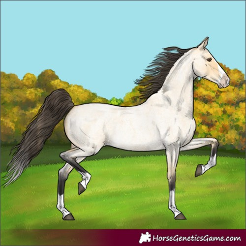 Horse Color:Buckskin Roan Dun Splash