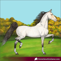 Horse Color:Buckskin Roan Dun Splash 