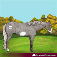 Horse Color:Silver Blue Roan Frame 