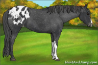 Horse Color:Black Appaloosa 