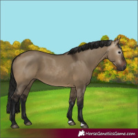 Horse Color:Gray Bay Dun 