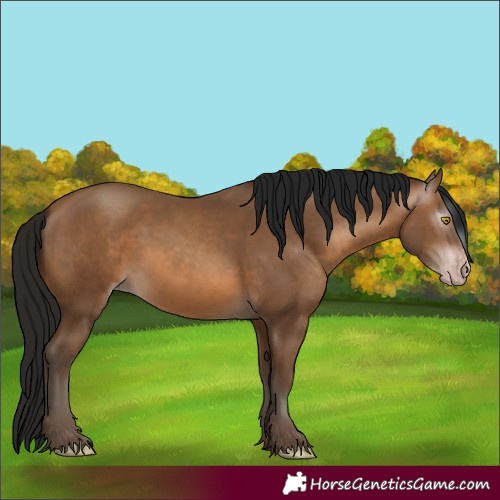 Horse Color:Gray Amber Champagne 