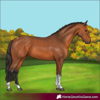 Horse Color:Bay Tobiano 