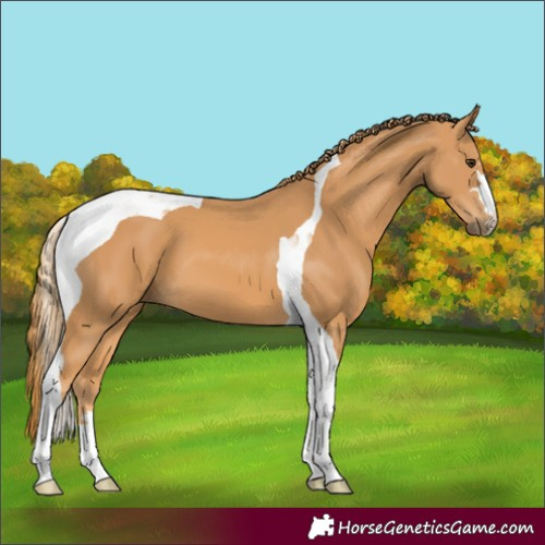 Horse Color:Chestnut Tobiano