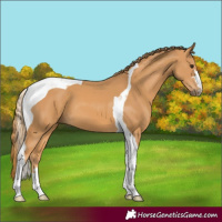 Horse Color:Chestnut Tobiano 