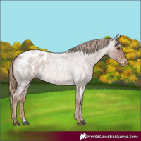 Horse Color:Red Roan Appaloosa 
