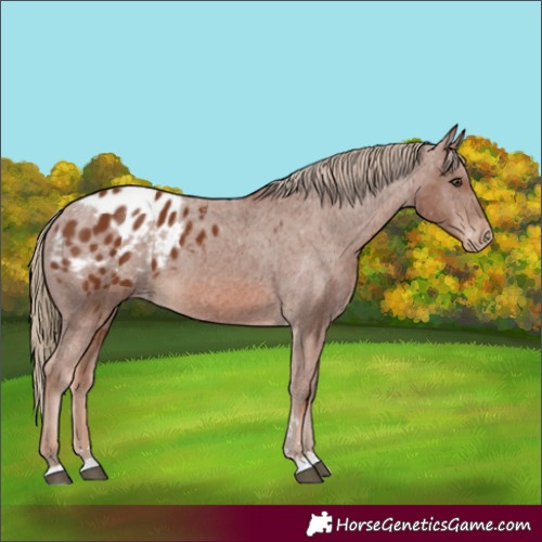 Horse Color:Chestnut Appaloosa