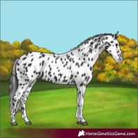 Horse Color:Black Tobiano Appaloosa 