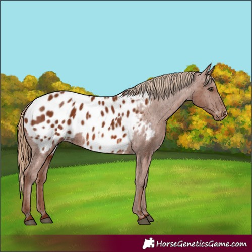 Horse Color:Chestnut Appaloosa