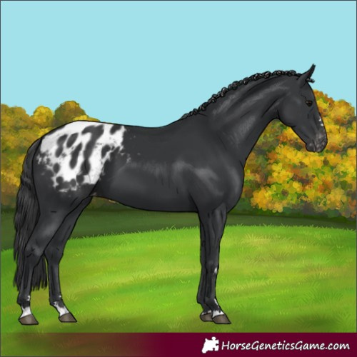 Horse Color:Black Appaloosa 