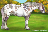 Horse Color:Nacre White Spotted Chocolate Silver Blue Onyx Appaloosa 