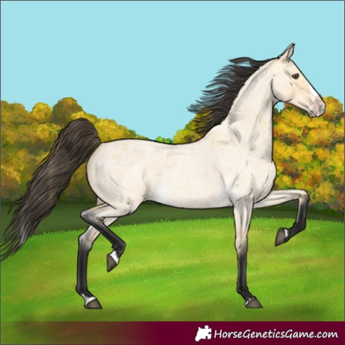 Horse Color:Buckskin Roan Dun Splash