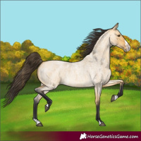 Horse Color:Buckskin Roan Dun Splash