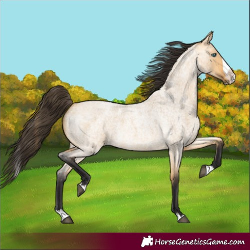 Horse Color:Buckskin Roan Dun Splash