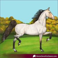 Horse Color:Buckskin Roan Dun Splash 
