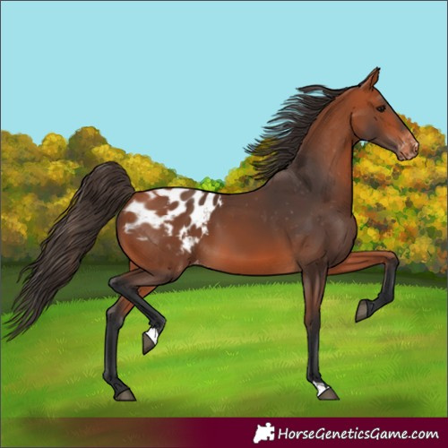 Horse Color:Bay Appaloosa 