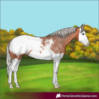 Horse Color:Silver Bay Splash Snowcap 