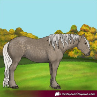 Horse Color:Silver Smoky Black 