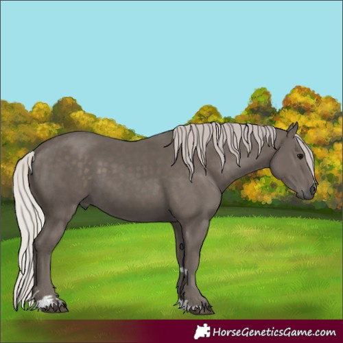 Horse Color:Silver Black