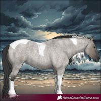 Horse Color:Grullo Roan Tobiano