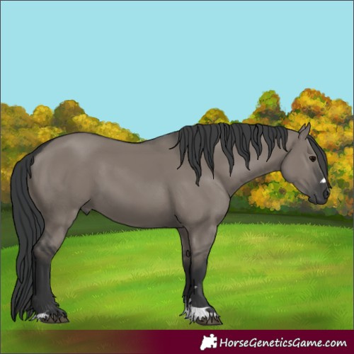 Horse Color:Grullo 