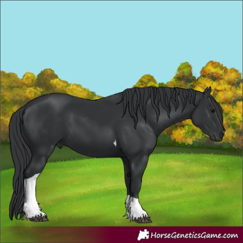 Horse Color:Black Tobiano 