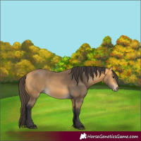 Horse Color:Buckskin 