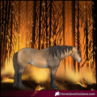 Horse Color:Buckskin 