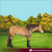 Horse Color:Buckskin 