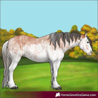 Horse Color:White Spotted Bay Splash  and White Spotted Bay Splash 