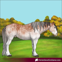 Horse Color:White Spotted Bay Splash  and White Spotted Bay Splash 