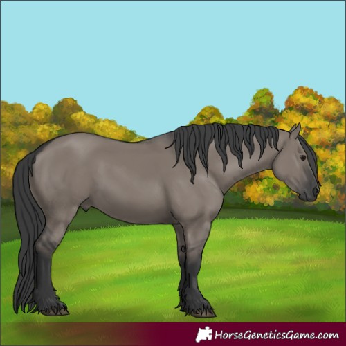 Horse Color:Grullo 