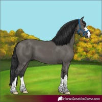 Horse Color:Grullo 