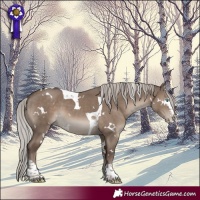 Horse Color:White Spotted Silver Grullo Splash Tobiano 