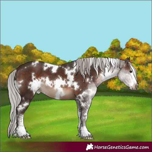 Horse Color:White Spotted Silver Brown Sabino 