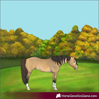 Horse Color:Buckskin Dun 