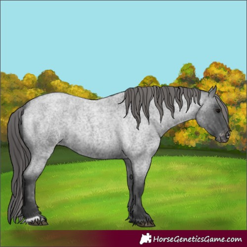 Horse Color:Blue Roan Varnish Rabicano 
