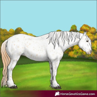 Horse Color:Red Dun Appaloosa  and Red Dun Appaloosa 