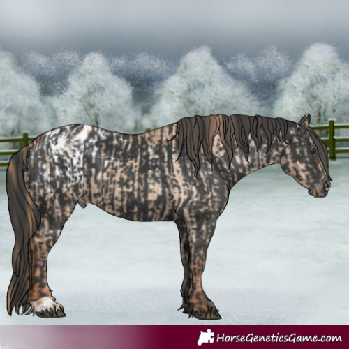 Horse Color:Red Dun Appaloosa  and Black Appaloosa 