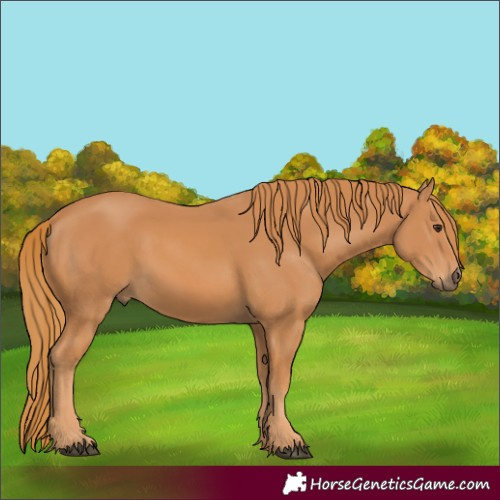 Horse Color:Chestnut 