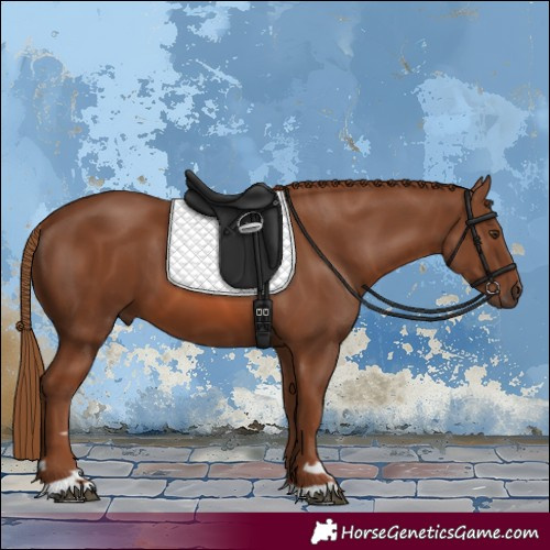 Horse Color:Chestnut 