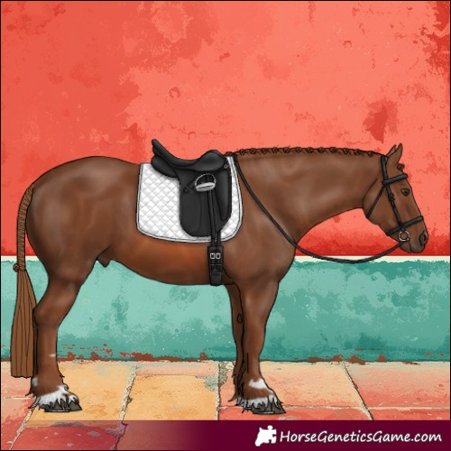 Horse Color:Chestnut 