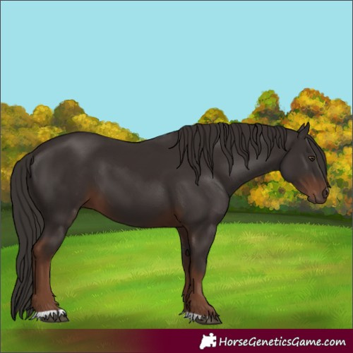 Horse Color:Liver Chestnut 