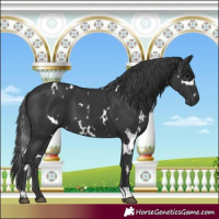 Horse Color:White Spotted Black