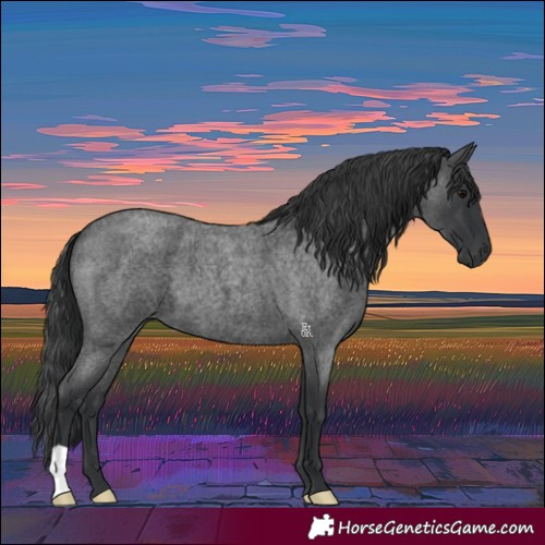 Horse Color:Blue Roan 