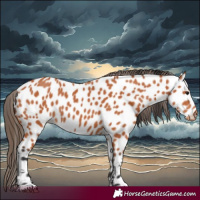Horse Color:Bay Leopard 